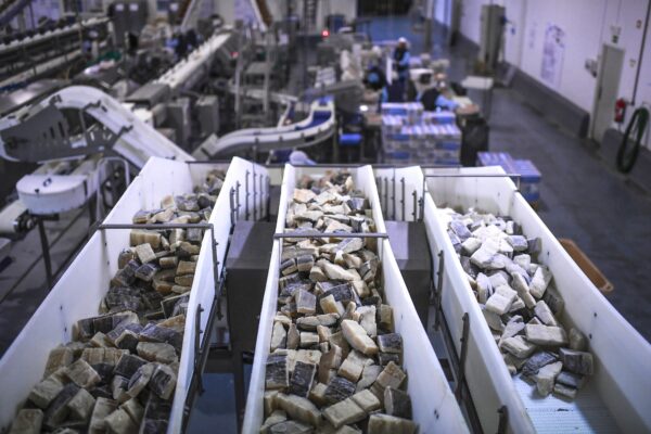 German appetite for Russian cod puts EU fish sanctions at risk